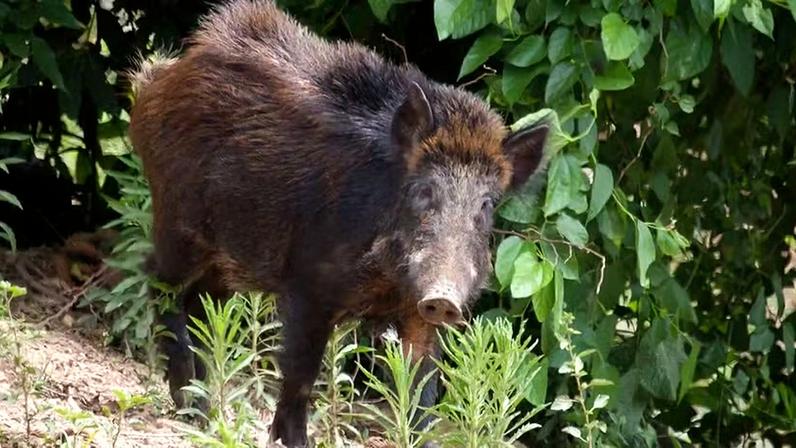 O javali está na lista da União Internacional para a Conservação da Natureza (IUCN) como uma das 100 espécies invasoras mais danosas do mundo — Foto: Flickr