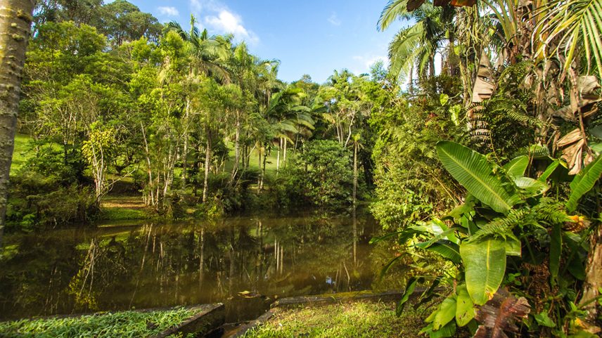 Imagem de uma paisagem em que se vê um lago cercado de árvores e vegetação
