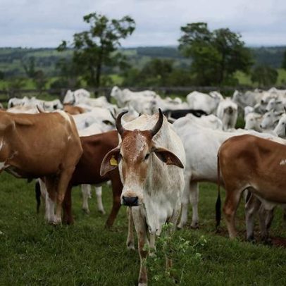 41% da produção mundial de grãos é destinada à alimentação animal