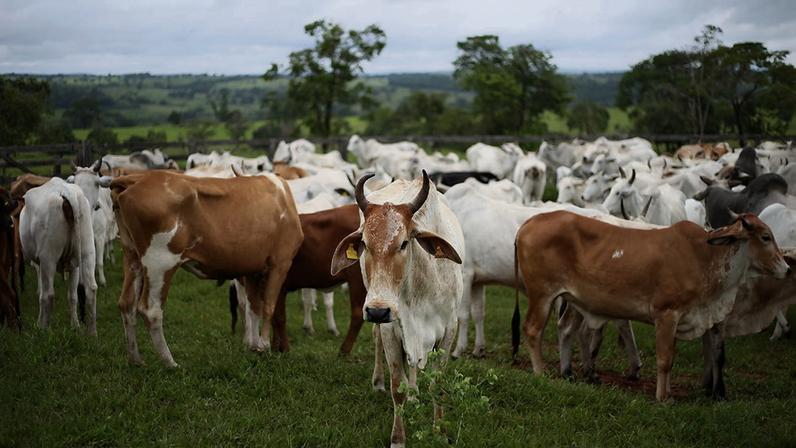 “É comum associar os impactos socioambientais da criação animal com a pecuária bovina – Foto: Ministério da Agricultura e Pecuária