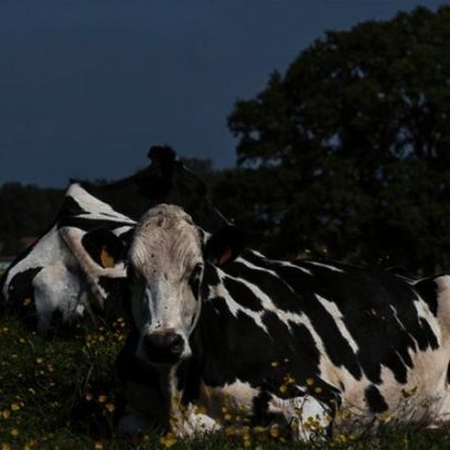 China reconhece o agronegócio brasileiro como livre de febre aftosa