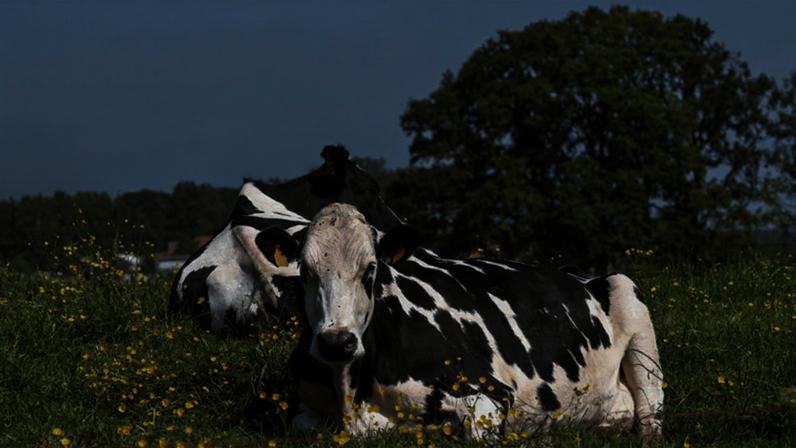 Doença viral afeta qualidade das carnes e prejudica a eficiência da produção
