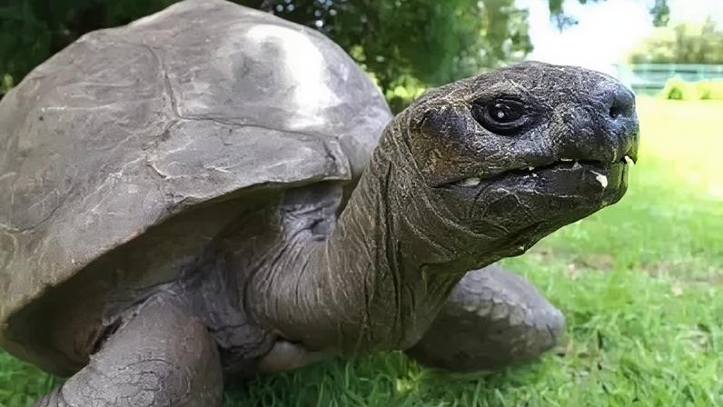 A tartaruga mais velha do mundo