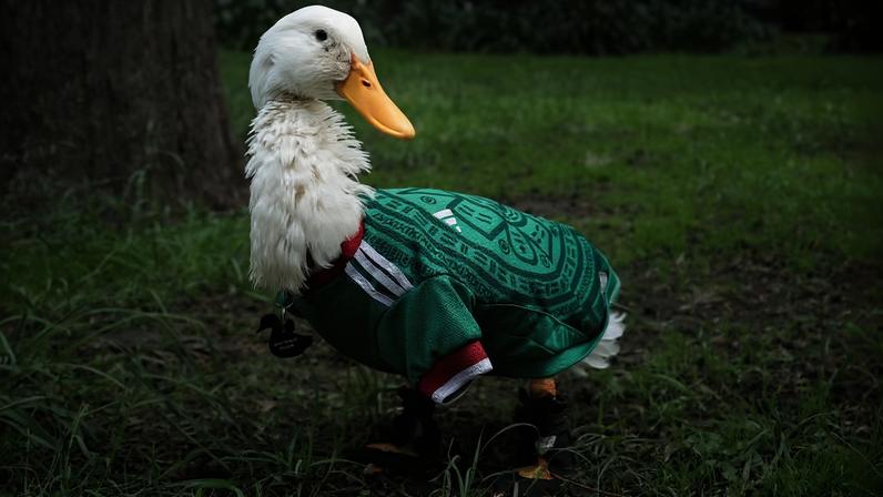 Merlin, o pato de estimação que virou sensação da Copa do Mundo no México — Foto: REUTERS/Paolo Garcia