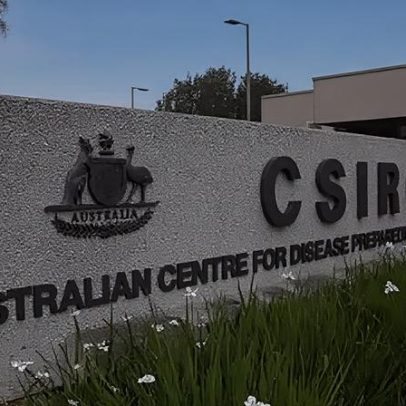 Austrália registra segundo caso de gripe aviária H5N1 em menos de uma semana
