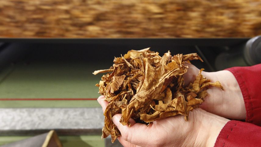 Funcionário segura folhas de tabaco durante o processo de fabricação de cigarros na fábrica da British American Tobacco (BAT) em Bayreuth, no sul da Alemanha REUTERS/Michaela Rehle