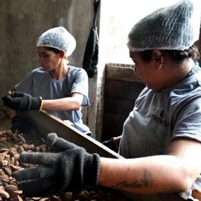Produtos florestais não-madeireiros mostram desenvolvimento aliado à conservação