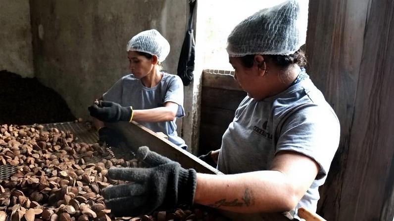 Duas pessoas usando luvas e toucas selecionam castanhas sobre uma mesa de triagem em um ambiente de processamento de alimentos.