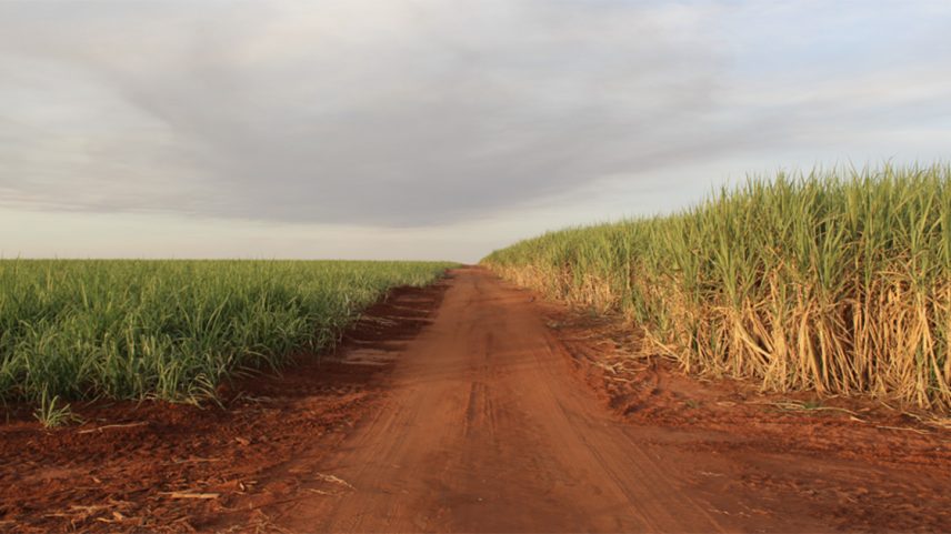Fotografia em plano geral mostrando uma estrada de terra batida vermelha que corta uma vasta plantação de monocultura de cana-de-açúcar, sob um céu nublado.