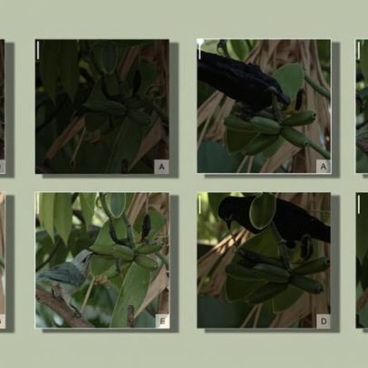 Baunilha neotropical depende de aves para dispersão de sementes