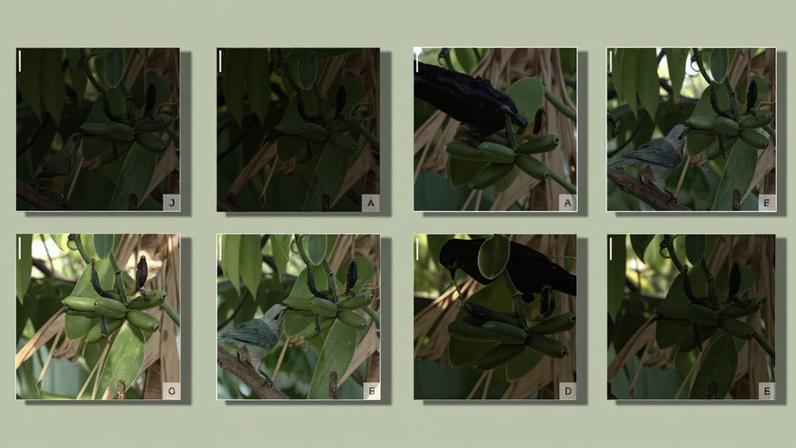 Diversas fotos de pássaros se alimentando com os frutos da Vanilla lindmaniana