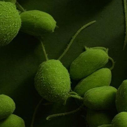 Estudo em alga verde revela evolução de proteína essencial nas células
