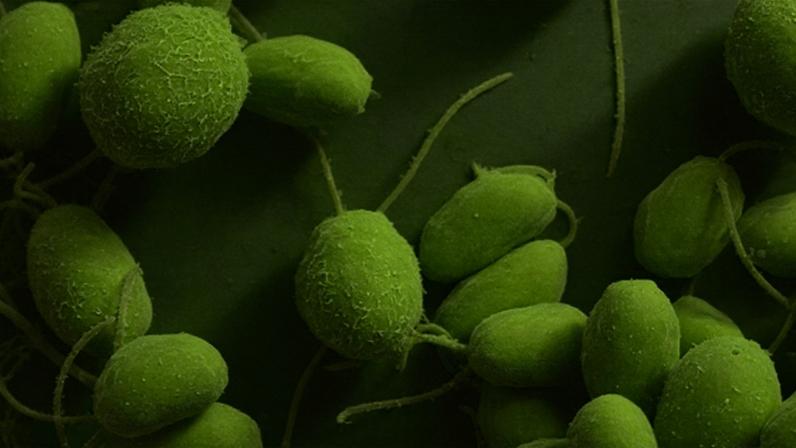 Imagem de microscopia eletrônica de exemplares da alga verde unicelular de água doce Chlamydomonas reinhardtii, de formato arredondado e com um filamento usado para locomoção