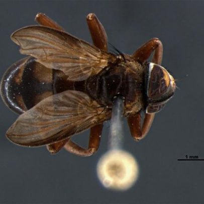 Mosca incomum se esconde em ninhos com um milhão de vespas gigantes