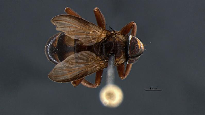 A imagem contém uma mosca da espécie Brevialata deceptrix vista de cima