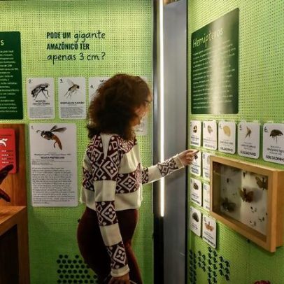 Exposição no Museu da Zoologia foca na Amazônia por meio de pequenas espécies