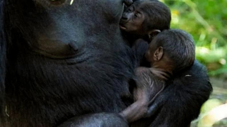Jamani cuidando de seu filhote de da nova cria de Olympia
