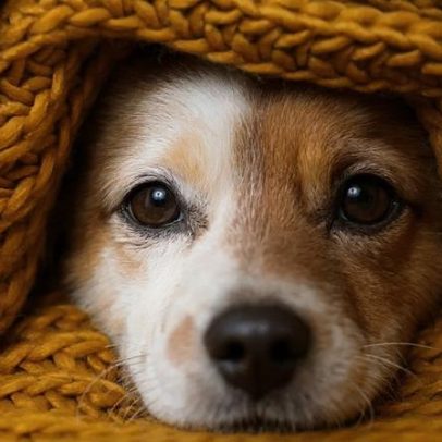 Pet fica mais parado no frio? Entenda as causas e cuidados