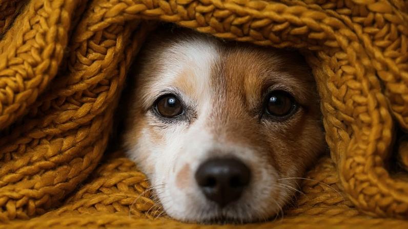 Dificuldade para se movimentar e menor disposição podem ser sinais de desconforto articular em cães e gatos