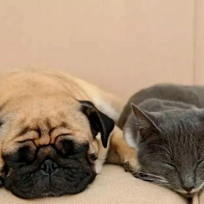 UE proíbe reprodução seletiva de cães e gatos