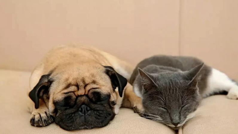Além do fim da reprodução seletiva, o Parlamento Europeu aprovou um conjunto inédito de normas para proteger a saúde e a dignidade dos pets