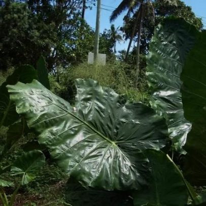 Folhas gigantes de plantas impressionam pela escala na natureza