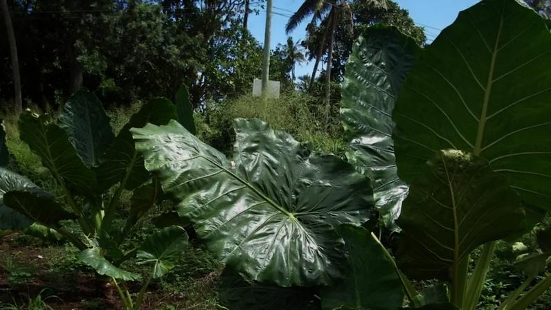 Folhas gigantes de plantas impressionam pela escala na natureza