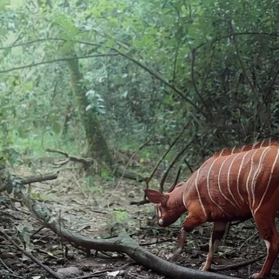 Bongo-da-montanha retorna ao Quênia após período de ausência