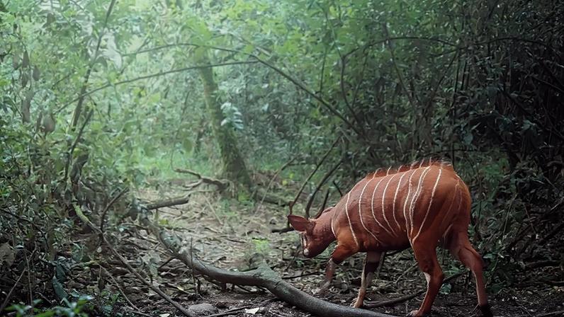 Bongo-da-montanha retorna ao Quênia após período de ausência