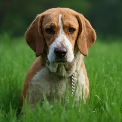Holly, a beagle que entrou na minha casa e no meu coração