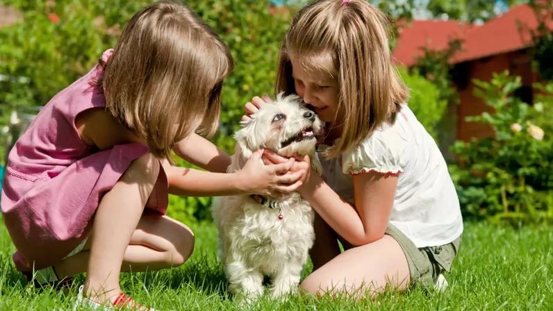 Segundo cientistas da Universidade de Azabu, a companhia de um pet, principalmente para adolescentes, reduz o isolamento social