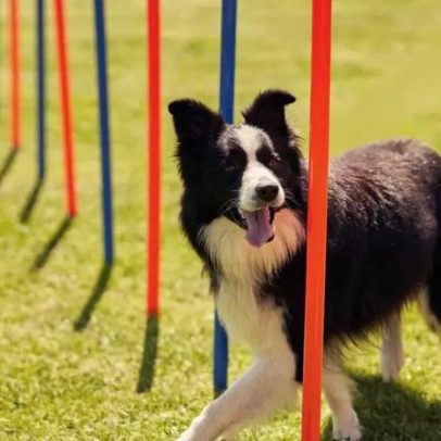 Cães mais inteligentes do mundo, segundo ciência