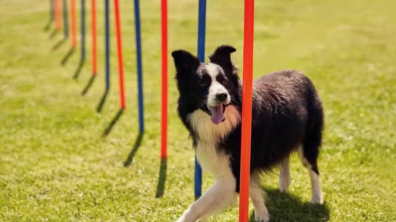 Cães mais inteligentes do mundo, segundo ciência