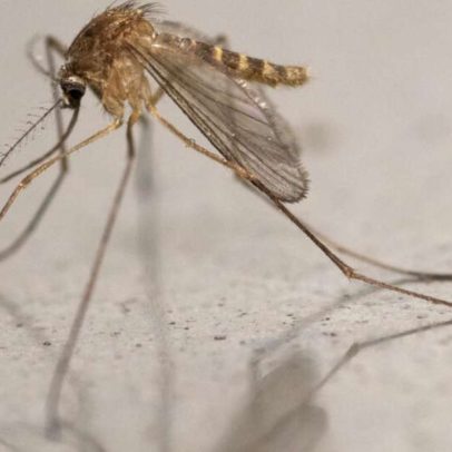 Calor na Escócia aumenta proliferação de mosquito transmissor do vírus Usutu