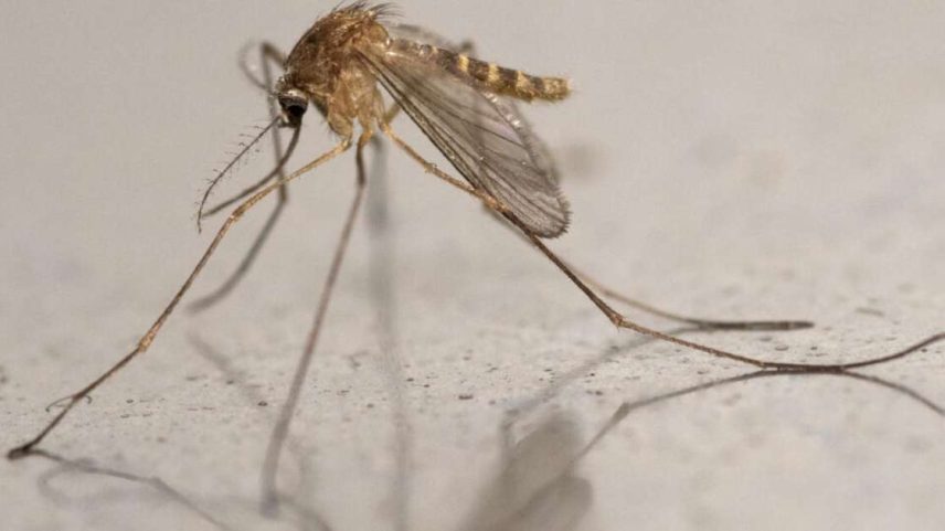 O mosquito O Culex pipiens, responsável pela chegada à Escócia do vírus Usutu, que está matando aves na ilha de Arran.