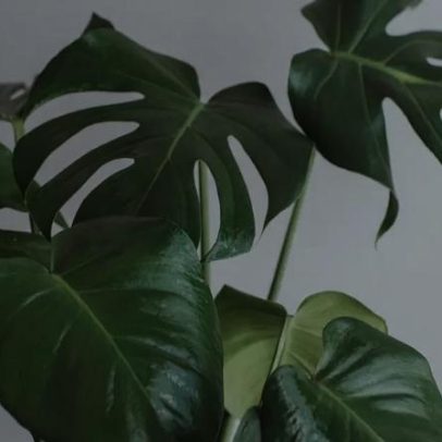 Chegada do frio: truque simples para proteger o jardim e suas plantas