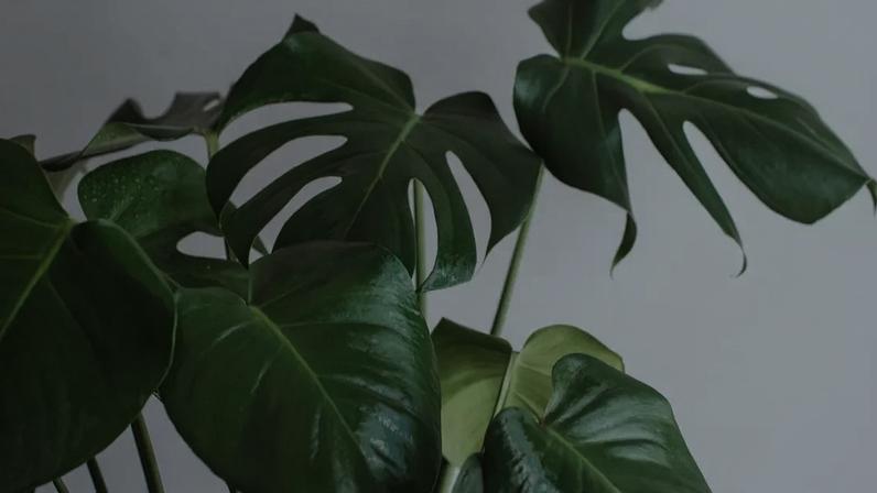 Confira os cuidados que você deve ter com o seu jardim no inverno