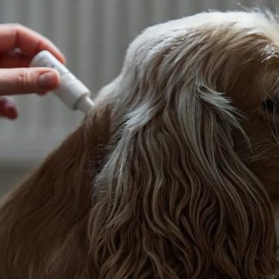 Segredo natural acelera cura de feridas em cães e gatos com lamber seguro