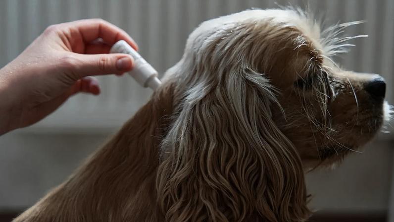 Descubra o poder do barbatimão no tratamento de dermatites, feridas e infecções em pets. Conheça essa alternativa natural, segura e altamente eficaz para cães e gatos