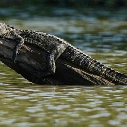Homem é atacado por jacaré em pântano enquanto fugia da polícia na Louisiana