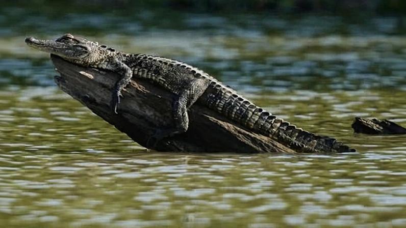 Homem é atacado por jacaré em pântano enquanto fugia da polícia na Louisiana
