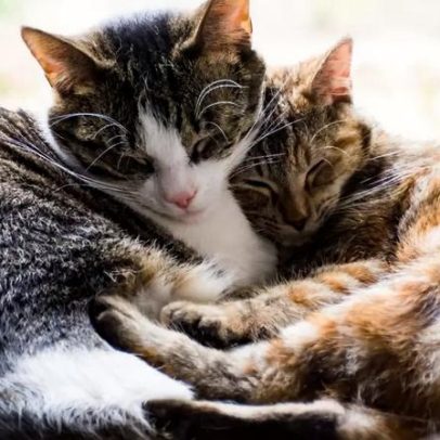 Gatos mais afetuosos e sociáveis, segundo a ciência