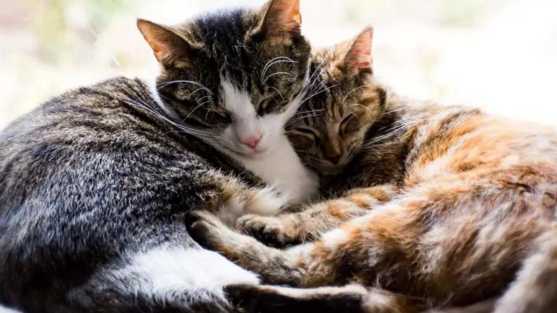 Um estudo publicado na Scientific Reports analisou mais de 5.700 gatos e descobriu as raças mais sociáveis e apegadas aos humanos