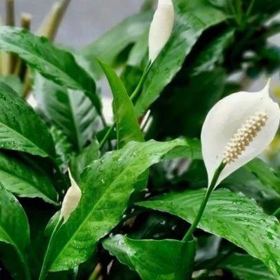 Cuidados com o lírio-da-paz: purifica o ar e floresce o ano todo