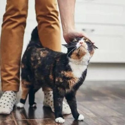 Como ganhar a confiança do seu gato: 7 passos práticos
