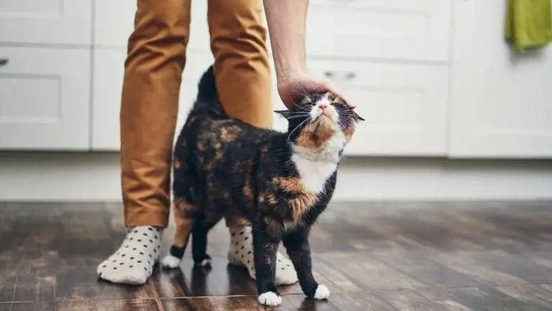 Como ganhar a confiança do seu gato: 7 passos práticos