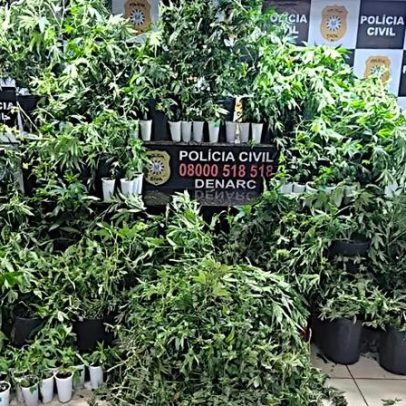Denarc fecha estufa domiciliar com quase 90 pés de maconha em Porto Alegre