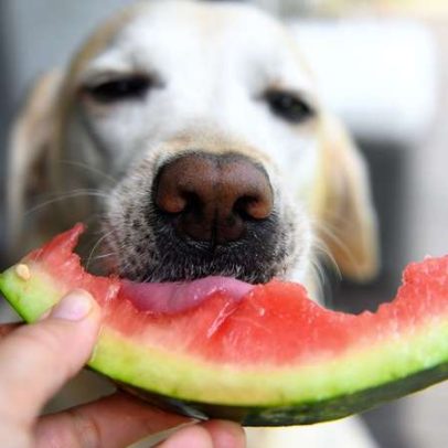 Frutas que cães não devem comer: 10 opções que podem fazer mal aos pets