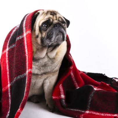 Hipotermia em pets exige atenção redobrada dos tutores no inverno