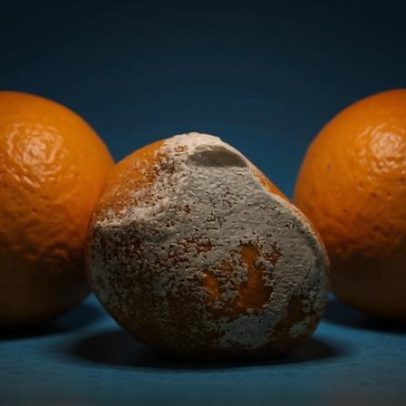 Pesquisadores brasileiros apontam alternativas sustentáveis contra o mofo azul nas frutas
